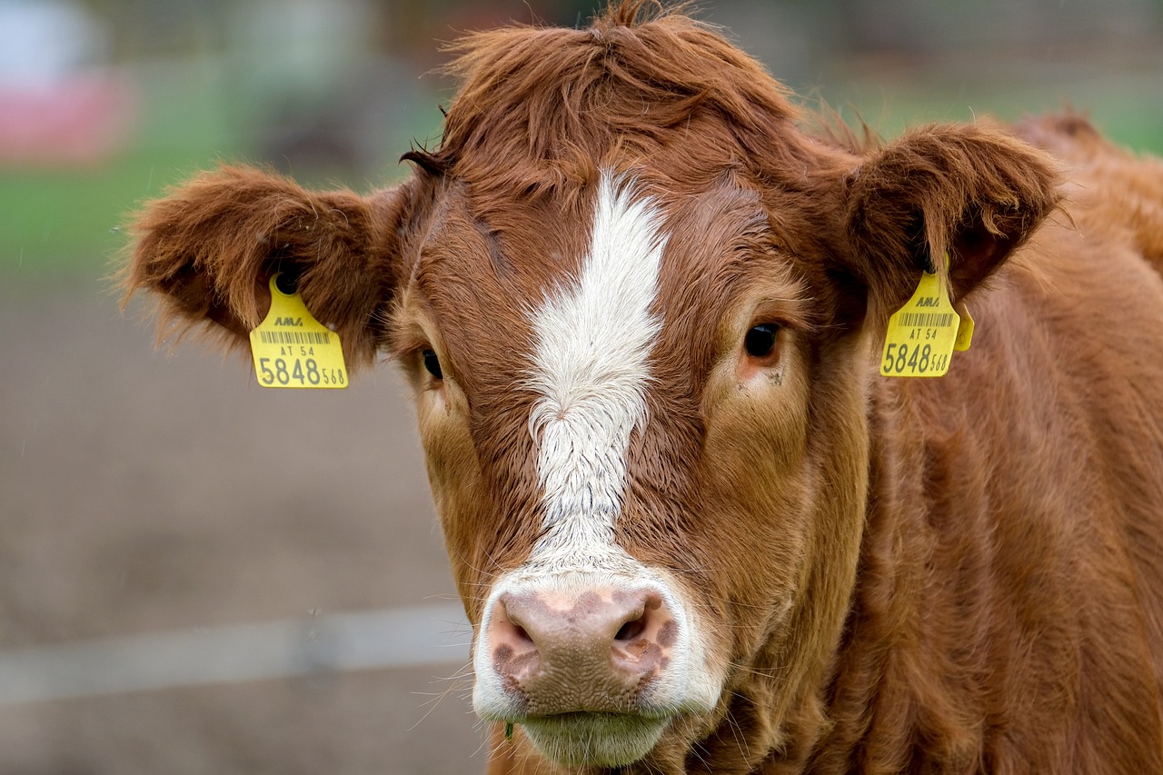 cow, calf, nature-5675684.jpg